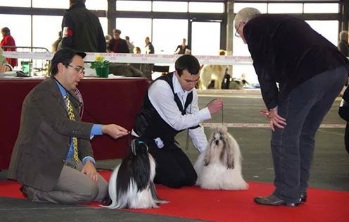 les expositions canines