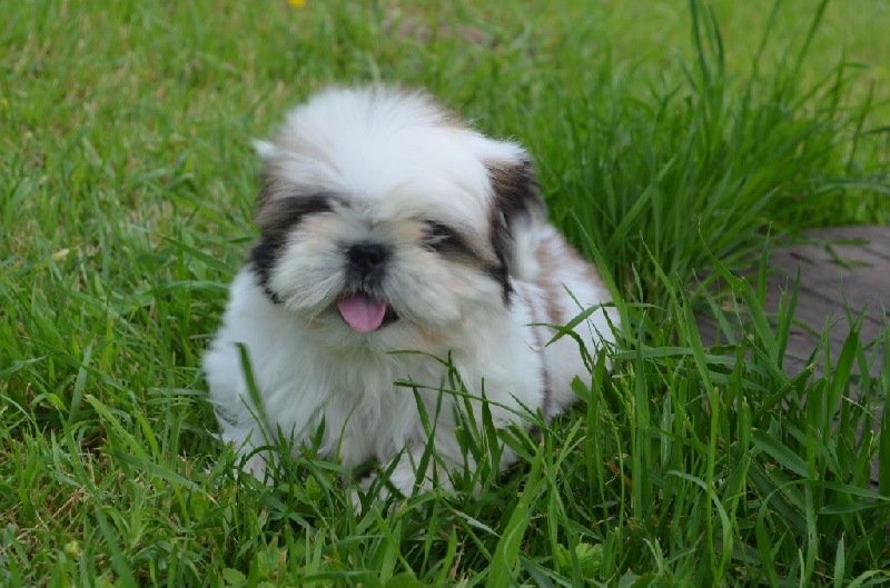 Des Anges Du Soleil Levant - Shih Tzu - Portée née le 13/03/2016